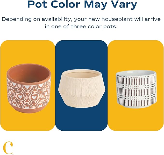 Costa Farms Mini Bonsai Tree, 1-Year Old Grower's Choice Live Indoor Plant, Easy to Grow Houseplant in Indoor Plant Pot, Potting Soil, Room and Home Decor, Birthday, Housewarming Gift, 10-Inches Tall