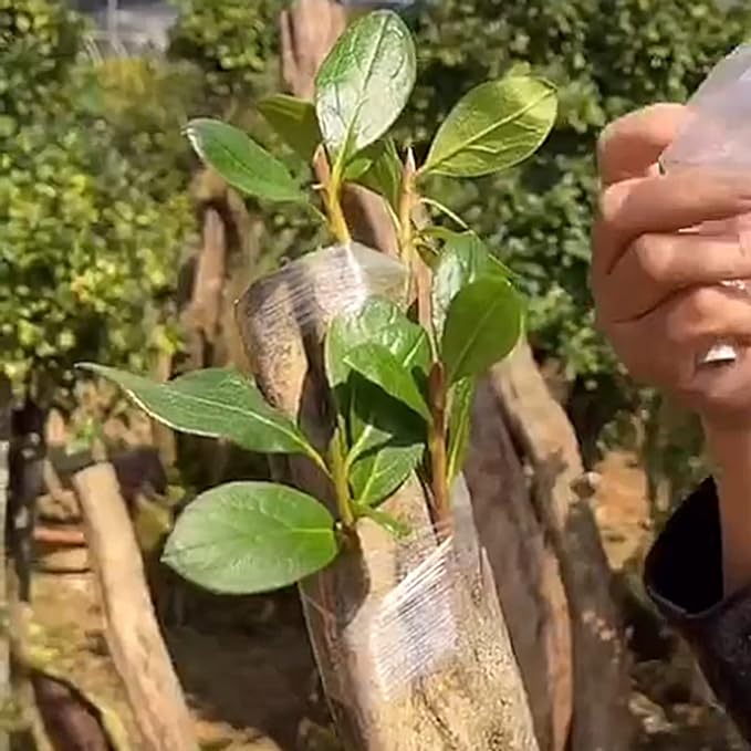 Garden Grafting knife,Stainless Steel Double Blades Rosewood Handle Pruning Knife,3 Grafting Tape Buddy Tape for Fruit Trees,Gardening Grafting Tool