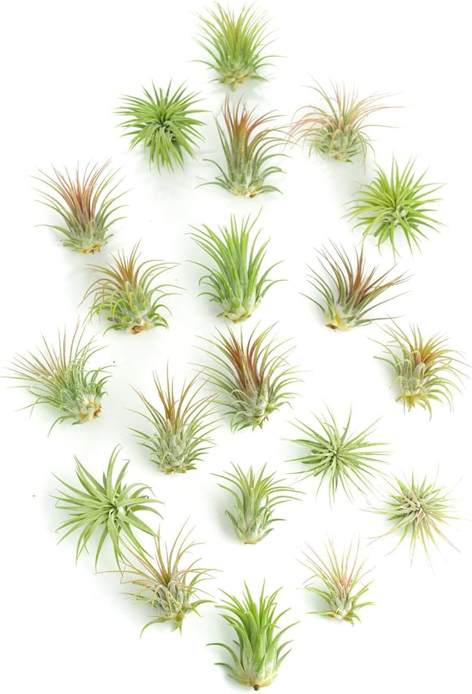 Shop Succulents Ionantha Tillandsia Air Plants, Assorted Mini Live Indoor Plants for Home Decor & Gifts, Low Maintenance, Natural Air Purifier, Hanging Plants, Favors, Terrarium Plants, Pack of 20