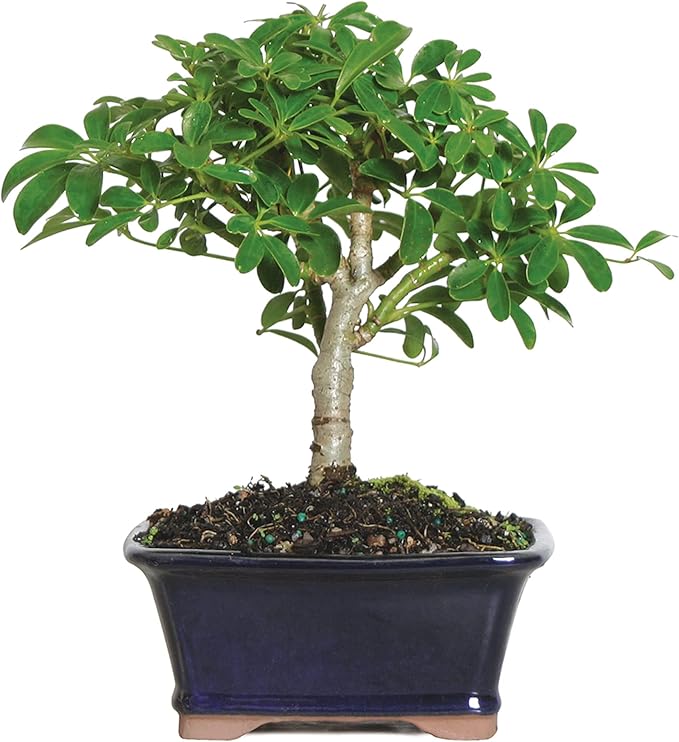 Brussel's Bonsai Live Hawaiian Umbrella Bonsai Tree - Small, 3 Year, 4 to 7 Inches Tall - Indoor Bonsai Tree with Ceramic Bonsai Pot