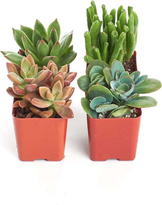 Shop Succulents Assorted Succulent Plant Pack Collection - Live Mini Succulent Plants, Low Maintenance, Mixture of Colors & Textures - Wedding and Party Favors, Gift & Garden, Pack of 4
