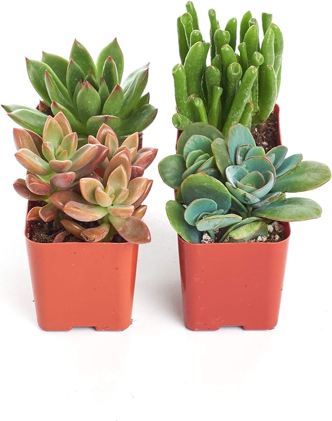 Shop Succulents Assorted Succulent Plant Pack Collection - Live Mini Succulent Plants, Low Maintenance, Mixture of Colors & Textures - Wedding and Party Favors, Gift & Garden, Pack of 4