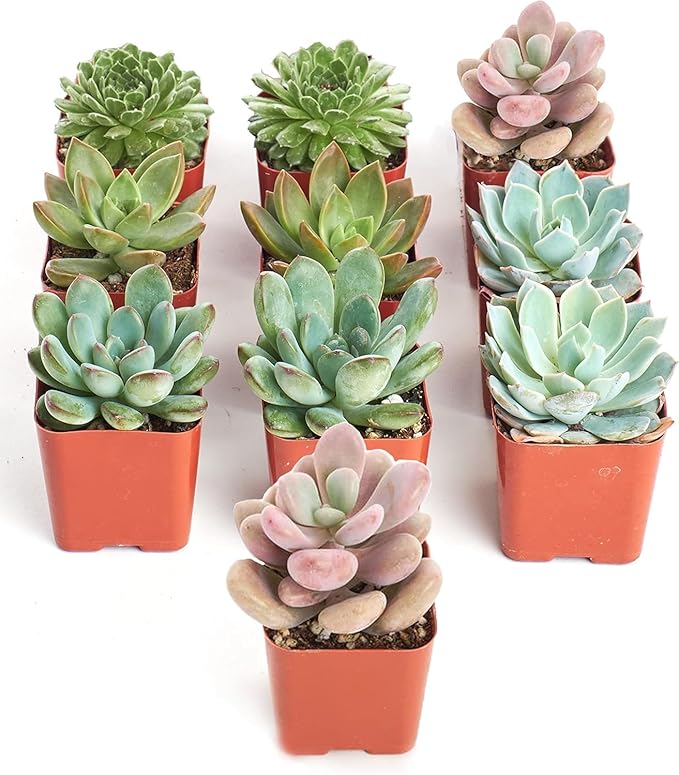 Shop Succulents Rosette Succulent Plant Pack Collection - Live Mini Succulent Plants, Low Maintenance, Floral Shaped Mix of Colors & Textures - Wedding and Party Favors, Gift & Garden, Pack of 10