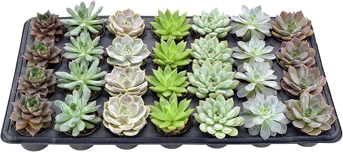 Arcadia Garden Products Live Assorted Mini Succulents in 2 in. Grower Pot, 28-Pack, Green (LV67) ***Cannot Ship to Hawaii***