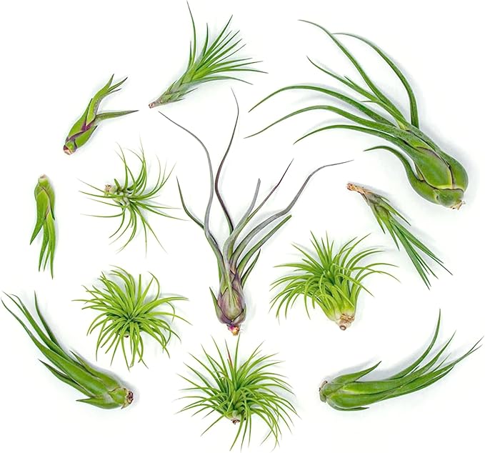 Tillandsia Air Plants Live Indoor Plants (50 Pack), Air Plants Bulk Party Favors or Wedding Favors Live Plants, Air Plant Lover Gifts, DIY Terrarium Kit, Air Succulents Plants Live by Plants for Pets