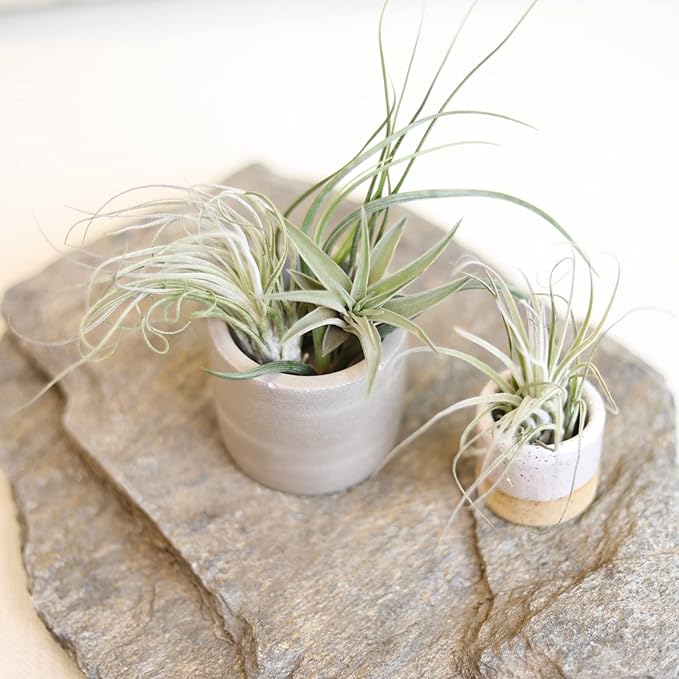 Air Plant Low Light House Plants Box (3PK) Tillandsia Air Plants Live Houseplants Live Indoor Plants Live Succulents Plants Live Terrarium Plants Live, Air Plant Holder Airplant Kit by Plants for Pets