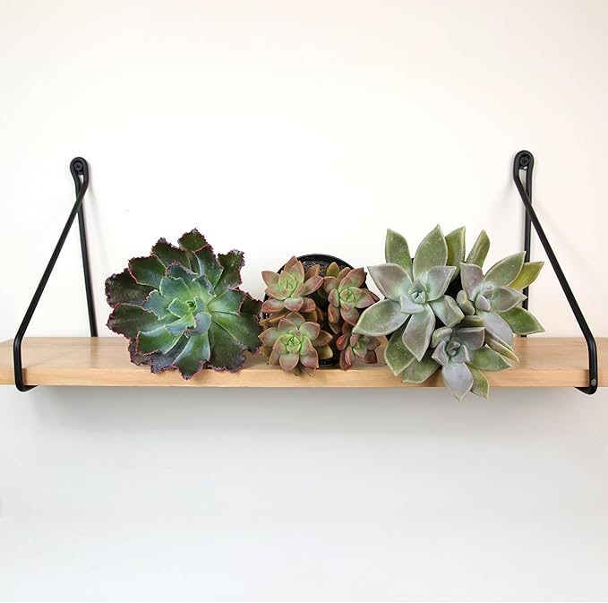 Altman Plants Pet Friendly Plant Pack (3PK) Real Succulents, Pet Safe Plants & Succulent Plants, Live Succulents, Pet Friendly Plants, Live Plants & House Plants in 3.5" Pots with Succulent Soil Mix