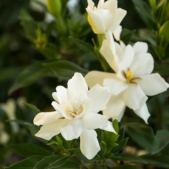 Shrub Frostproof Gardenia 2.5 Qt, White Blooms