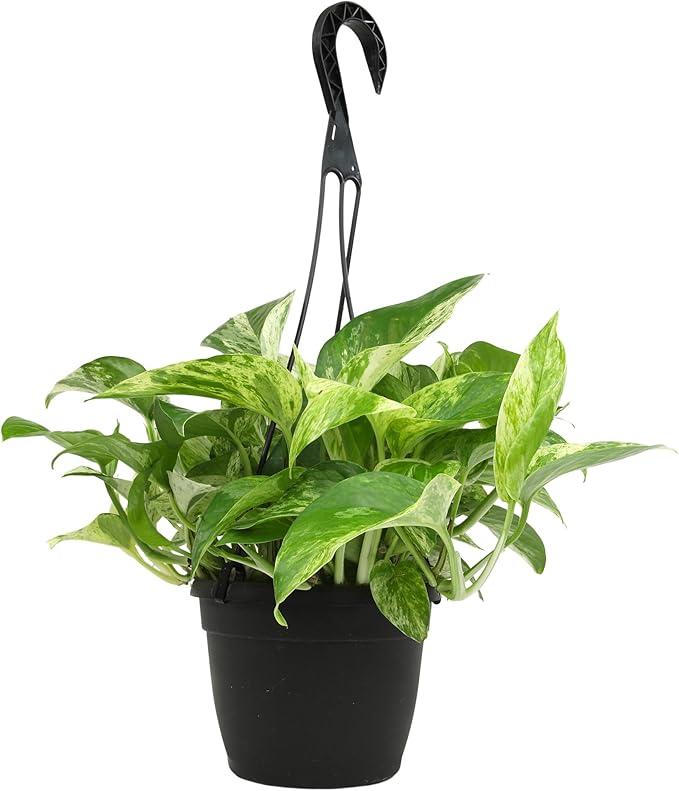 Marble Queen Pothos Hanging Basket, Variegated Pothos Live Plant Decor, Real Pothos Plant with Hanger, Desk Plant & Office Plant, Plant Gift, Easy to Grow House Plant by Plants for Pets