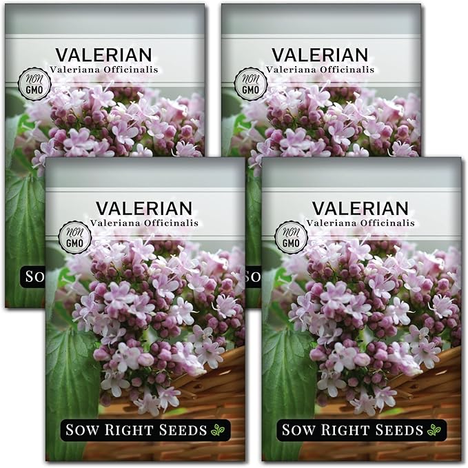 Sow Right Seeds - Valerian Seeds for Planting - Non-GMO Heirloom Packet with Instructions to Plant an Outdoor Herb Garden - Fragrant with Medicinal Benefits - Valerian Root for Sleep & Calm (4)
