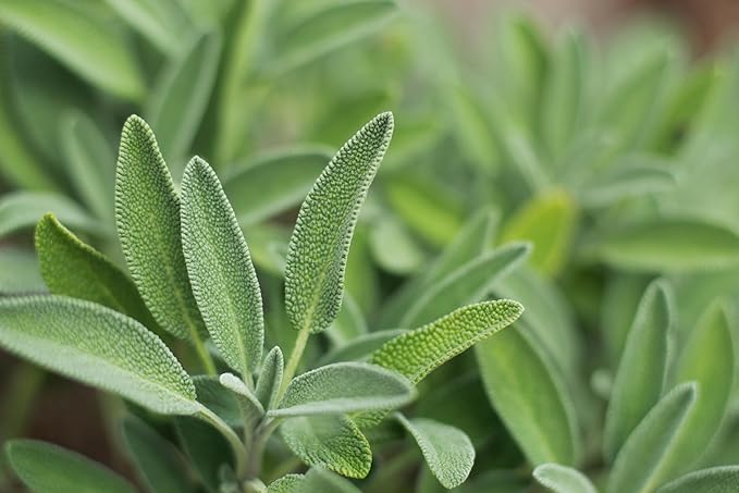 TKE Farms & Gardens - Sage Seeds for Planting - 120+ Heirloom Non-GMO Sage Seeds, Ideal for Indoor & Outdoor Gardens, Great for House Plant Seeds, Salvia officinalis, Includes Growing Instruction