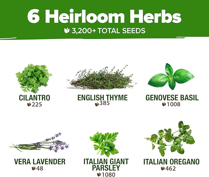 HOME GROWN 6 Herb Seeds Variety Pack – Plant an Indoor or Outdoor Herb Garden: Basil, Lavender, Cilantro, Parsley, Thyme and Oregano Seeds – 3200+ Non-GMO Heirloom Herb Seeds – Bonus Markers