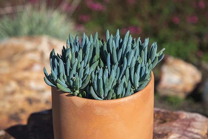 Succulents Plants Live Indoor Plants, Senecio Mandraliscae Live Houseplants, Live Succulents Live Plants Indoor Succulent Plants, Indoor Plant Real Succulents Plants House Plants by Plants for Pets