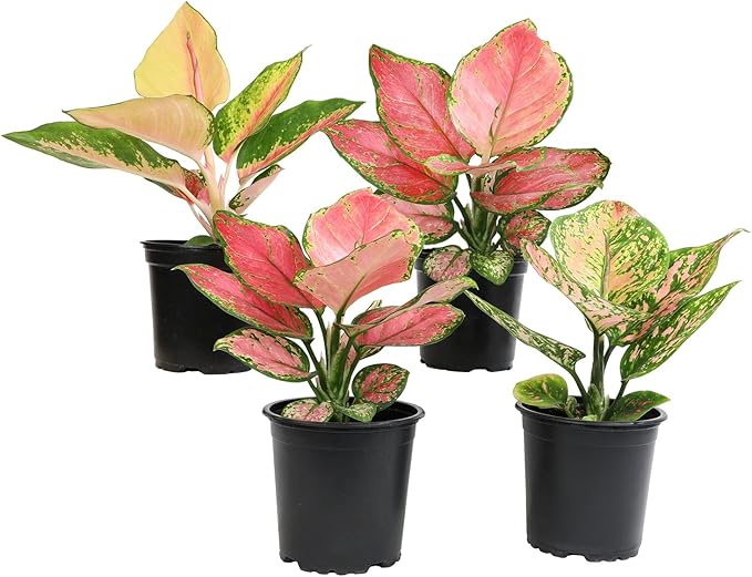 Chinese Evergreen Live Plant Assortment 4PK, Aglaonema Live Plant 4 Inch Plant Pots, Office Plants, Live House Plants Indoors, Live Plants Indoor Plants Live Houseplants Live Indoor by Plants for Pets