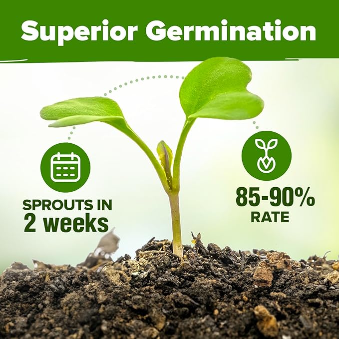 5 Herb Seeds Variety Pack - Culinary Herb Garden: Basil, Lavender, Cilantro, Parsley & Thyme Seeds for Planting Indoors/Outdoors 2000+ Non-GMO Heirloom Herb Seeds w/Bonus Markers & Grow Guide