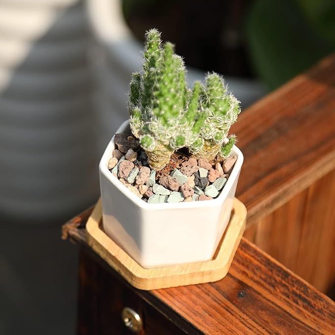 5LB Mix Lava Rocks for Plant Gravel Pebbles for Bonsai Succulent Potting Soil, Top Dressing and Terrarium Plants