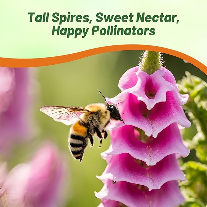 Outsidepride Digitalis Purpurea Foxy Foxglove Seeds – 5000 Pcs Biennial, Prolific, Tall Growing Flower Seeds w/Pollinator-Friendly Blooms for Shaded Gardens & Outdoor Landscapes (AAS Winner)