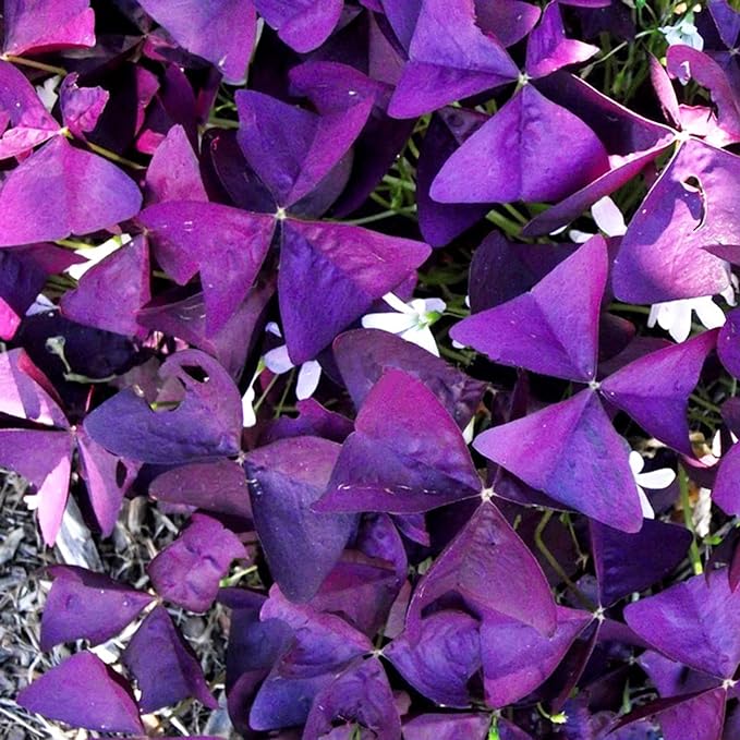 12+ Bulbs Purple Shamrocks Oxalis Triangularis Lucky Lovely Flowers Bulbs Grows for Planting Indoors or Outdoors