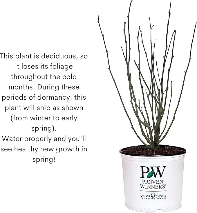 Sugar Tip Hibiscus, 2 Gallon, Blush Pink Blooms