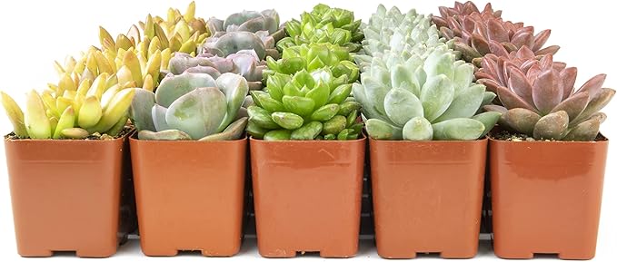 Live Succulents Plants Live Bulk Plant Tray (50 Pack), Bulk Succulents Live Indoor Plants Live Houseplants, Live Plants in Cactus and Succulent Soil Mix, Live Plant Kit Plant Gifts by Plants for Pets