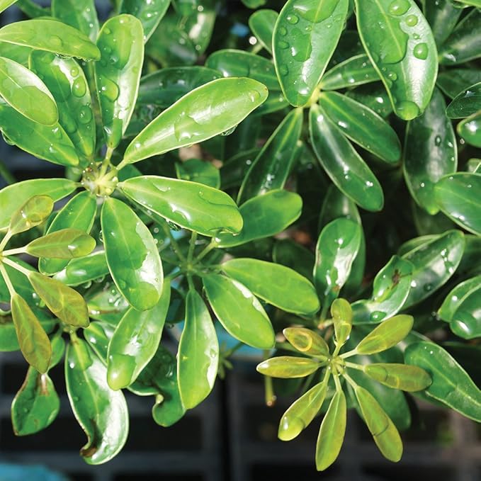 Brussel's Live Dwarf Hawaiian Umbrella Indoor Bonsai Tree - 4 Years Old; 8" to 10" Tall with Decorative Container, Humidity Tray & Deco Rock