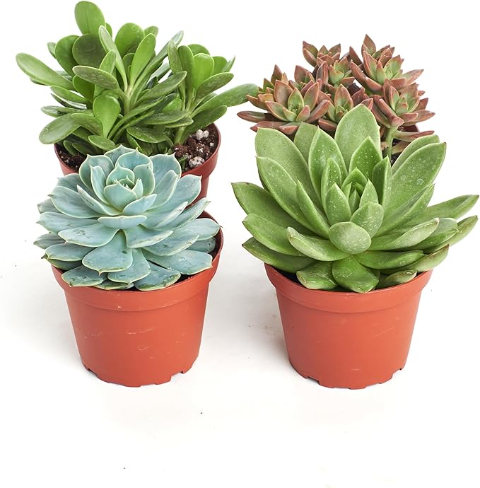 Shop Succulents Assorted Succulent Plant Pack Collection, Live 4" Succulent Plants, Low Maintenance, Mixture of Colors & Textures - Wedding and Party Favors, Gift & Garden, Pack of 4
