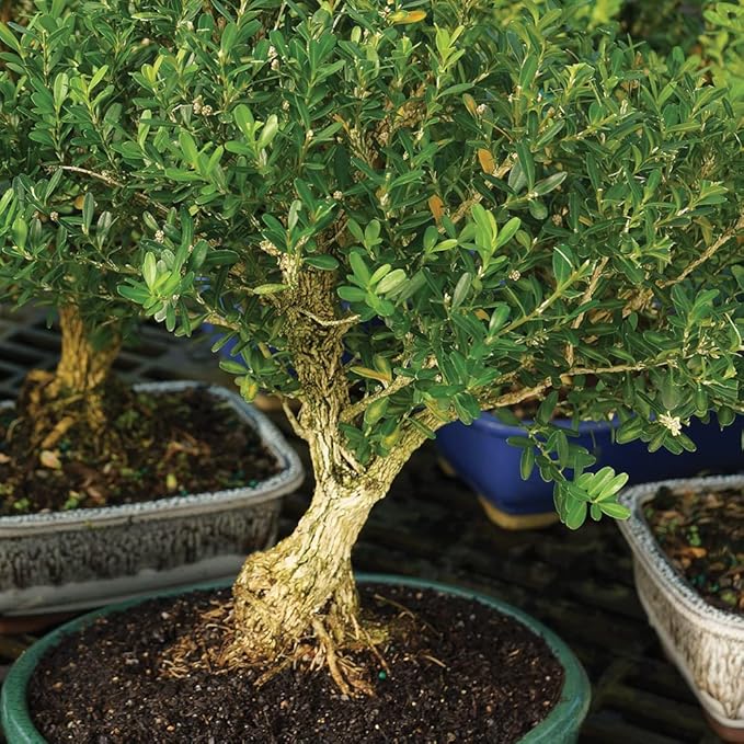 Brussel's Live Harland Boxwood Outdoor Bonsai Tree - 3 Years Old; 6" to 8" Tall with Decorative Container