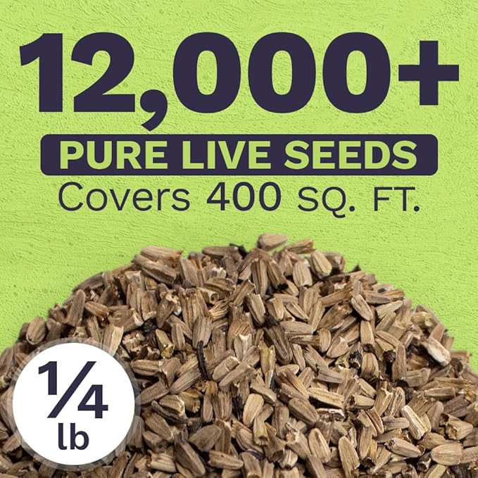 Purple Coneflower Seeds – Bulk Quarter Pound Packet – Over 12,000 Open Pollinated Non-GMO Wildflower Seeds – Echinacea purpurea