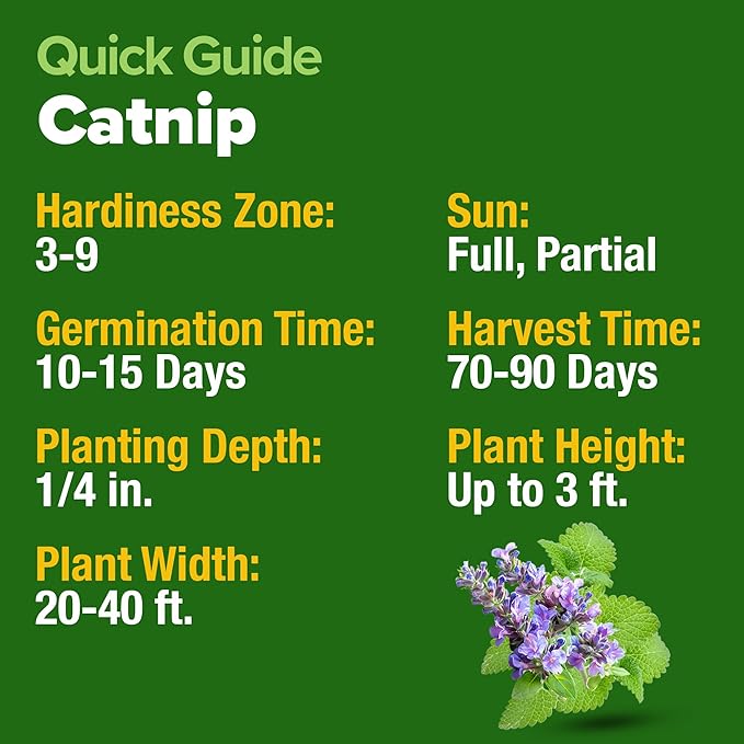HOME GROWN Catnip Seeds (Bulk Pack) Non-GMO Heirloom Herb Seeds - Indoor or Outdoor Seed - High-Germination Cat Nip - Cat Safe Plants (Nepeta cataria)
