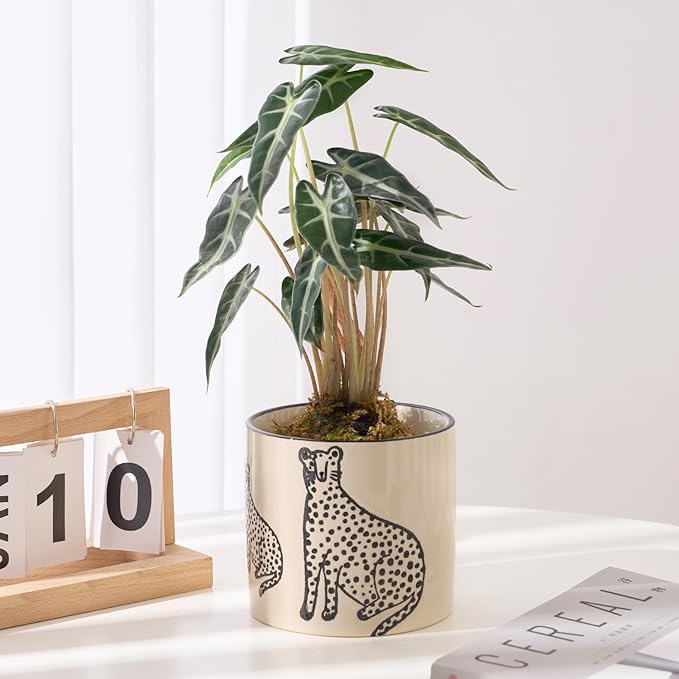 Indoor Ceramic Plant Pots with Drainage Holes 5 Inch Cute Succulent Flower Pots Small Orchid Planter Pots for Indoor Plants Garden Pots, Two Panthers