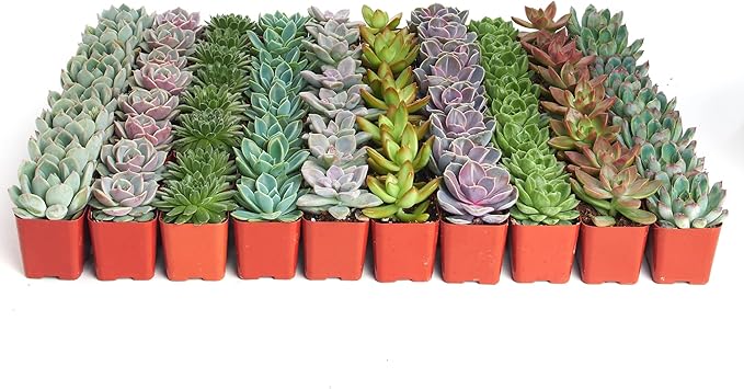 Shop Succulents Rosette Succulent Plant Pack Bulk Collection, Live Mini Succulent Plants, Low Maintenance, Floral Shaped Mix of Colors & Textures - Wedding and Party Favors, Gift & Garden, Pack of 128