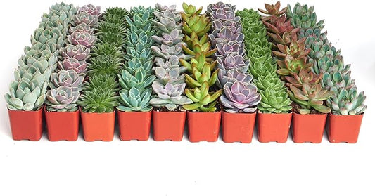 Shop Succulents Rosette Succulent Plant Pack Bulk Collection - Live Mini Succulent Plants, Low Maintenance, Floral Shaped Mix of Colors & Textures - Wedding and Party Favors, Gift & Garden, Pack of 32