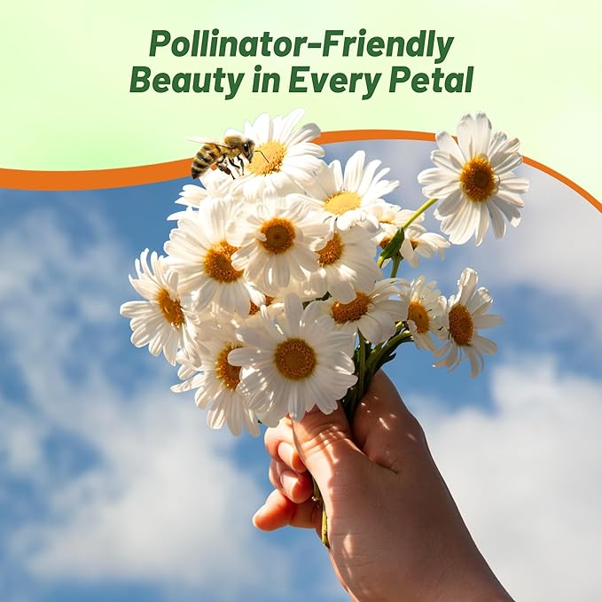 Outsidepride Shasta Daisy Chrysanthemum Seeds - 1/4 Lb. Perennial Deer Proof, Drought Tolerant, Wildflower Seeds for Pollinator Gardens, Cut Flowers & Water-Efficient, Low Maintenance Landscaping