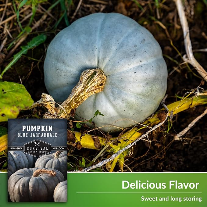 Blue Jarrahdale Pumpkin Seeds for Planting - 3 Packets with Instructions to Plant & Grow Decorative and Flavorful Blue Pumpkins in Your Home Garden - Non-GMO Heirloom Variety - Survival Garden Seeds