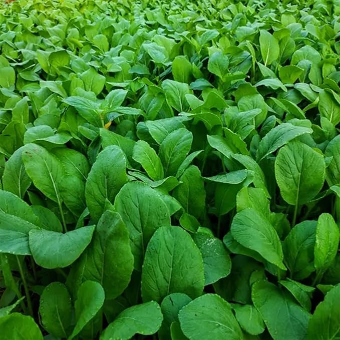 4000+ Florida Broadleaf Mustard Seeds for Planting Vegetable Seeds for Green Leaf Non-GMO Heirloom Garden Seed Small GAI Choi Cải bẹ xanh