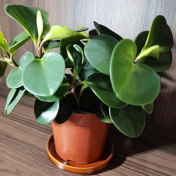 Ceramic Plant Saucer 5 Inch, 2 Pack Round Plant Saucers for Indoors/Outdoors, Flower Pot Saucers for Holding Water Drips, Ceramic Plant Water Trays for pots Planter, Bird Bath Bowls (Brown)