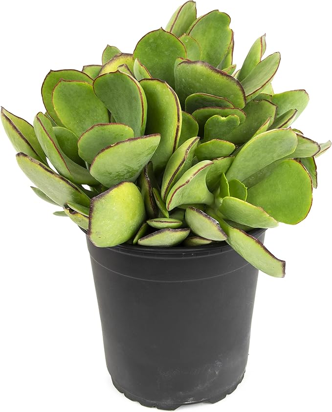 Succulents Plants Live Indoor Plants, Cotyledon Mint Truffles Live Houseplants, Live Succulents Live Plants Indoor Succulent Plants, Indoor Plant Real Succulents Plants House Plants by Plants for Pets