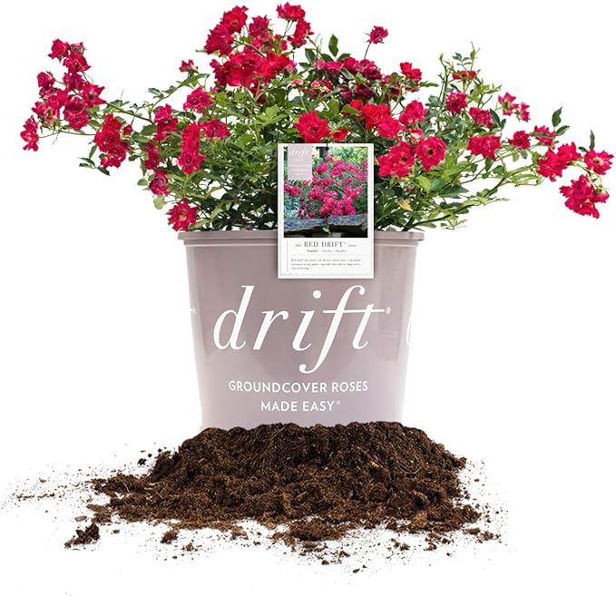 PERFECT PLANTS Red Drift Rose Live Plant, 3 Gallon, Dark Green