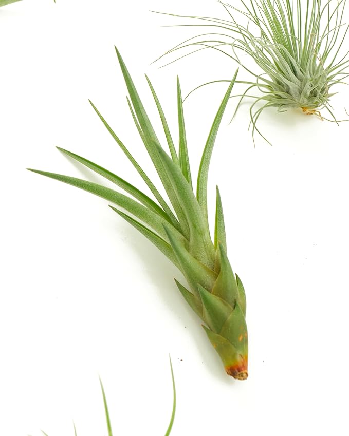 Shop Succulents | Assorted Collection | Variety of Species, Tropical House Plant for Home Décor, DIY Terrariums, 20-Pack