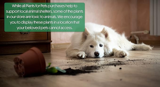 String of Dolphins Plant Live Succulents, Succulents Plants Live in Hanging Planter, Succulents Live Plants Indoor Plants Live Houseplants, Hanging Plants Live Succulent Plants Live by Plants for Pets