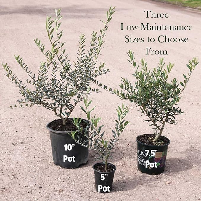 American Plant Exchange Live Olive Tree, Arbequina – Real Fruiting, Edible Indoor/Outdoor Houseplant – Medium 7.5-Inch Pot, Perfect for Home, Office, Patio & Garden Décor