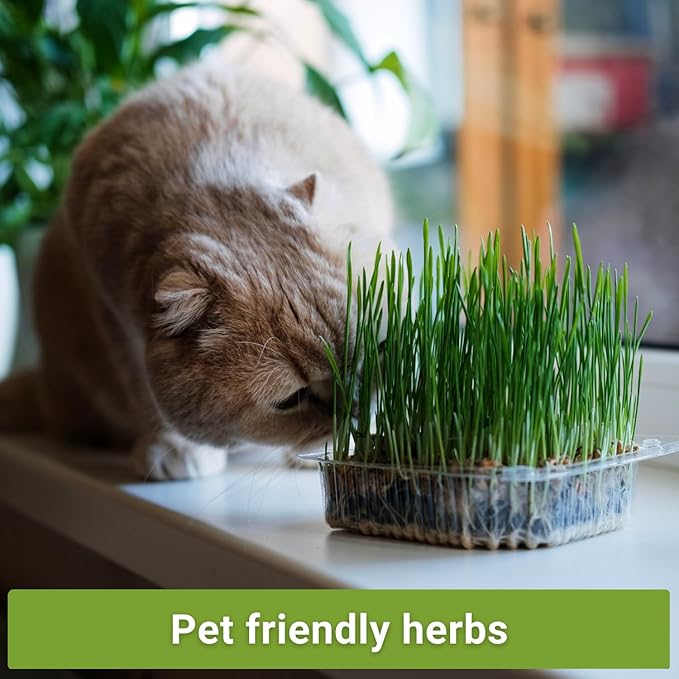 Sow Right Seeds - Catnip and Cat Grass Seed Collection for Planting Indoors or Outdoors - Includes Popular Herb Catnip and Cat Grass (100% Sweet Oat Grass) - Non-GMO Heirloom Packet - Pet Friendly