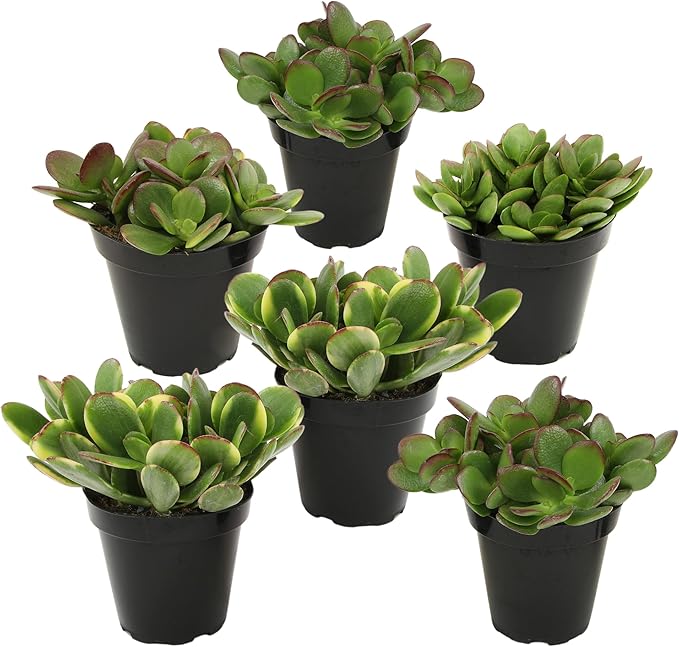 Altman Plants Classic Jade Plant Pack (6PK) Easy Plants, Variegated 'Mosaic' Jade Plants, Lemon Lime Succulent Plants, Live Succulents, Live Plants & Live House Plants in 3.5" Pots with Succulent Soil