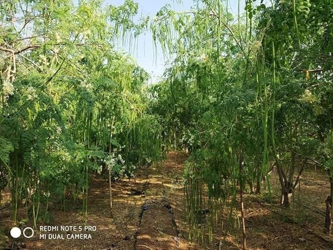 100+ Organic Moringa Seeds| Best for Planting & Gardening| High Yield Fully Matured Black Seeds|Semillas De Moringa Seeds only for Planting