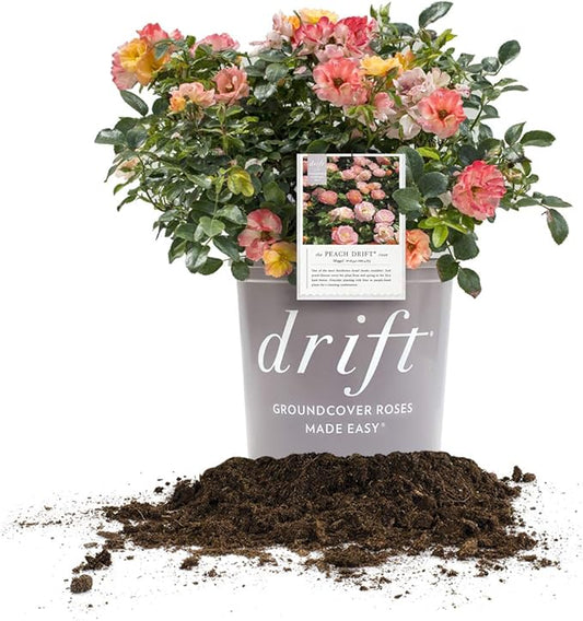 PERFECT PLANTS Peach Drift Rose Live Plant, 3 Gallon, Dark Green