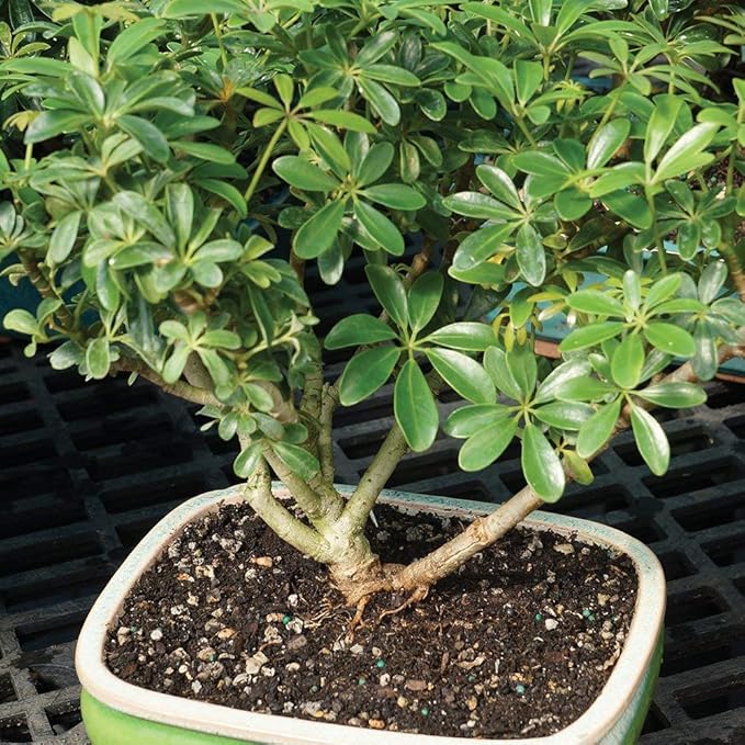 Brussel's Bonsai Live Hawaiian Umbrella Indoor Bonsai Tree - 3 Years Old; 7" to 10" Tall with Decorative Container
