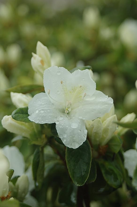 Azalea 'Delaware Valley White' (Azalea) Shrub, white flowers, #2 - Size Container