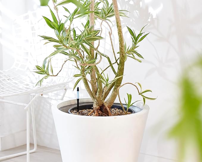 (Amazon Limited 5-Piece Set) Cabinoche SUSTEE Watering Checker Susty Set of 5 L Black Can Be Checked by Just Pointing to Check Watering Timing for Home Plants, Gardening, Interior Decoration