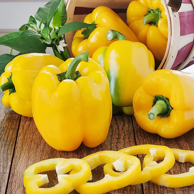 Bonnie Plants Yellow Bell Pepper Live Vegetable Plants - 4 Pack, Non-Gmo, 2 - 3' Plants, 4.5 x 4" Pepper Size