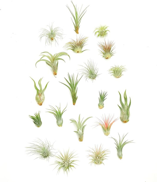 Shop Succulents | Assorted Collection | Variety of Species, Tropical House Plant for Home Décor, DIY Terrariums, 20-Pack